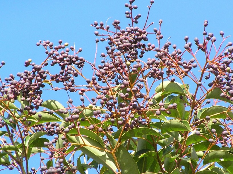 季節のたより185 ネズミモチ - mkbkc's diary