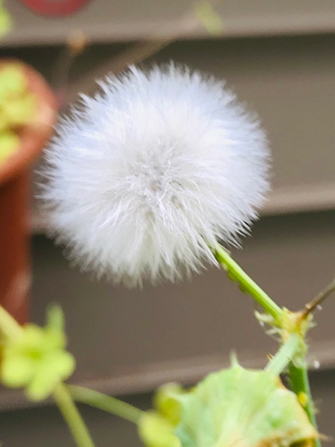 f:id:mkm_my:20200515071835j:plain f:id:mkm_my:20200515071835j:plain