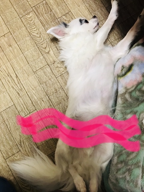 f:id:mkm_my:20210115070757j:plain