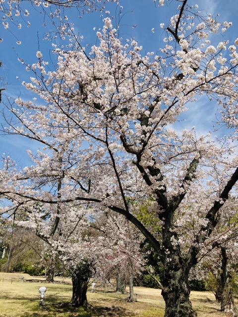 f:id:mkm_my:20210406130630j:plain