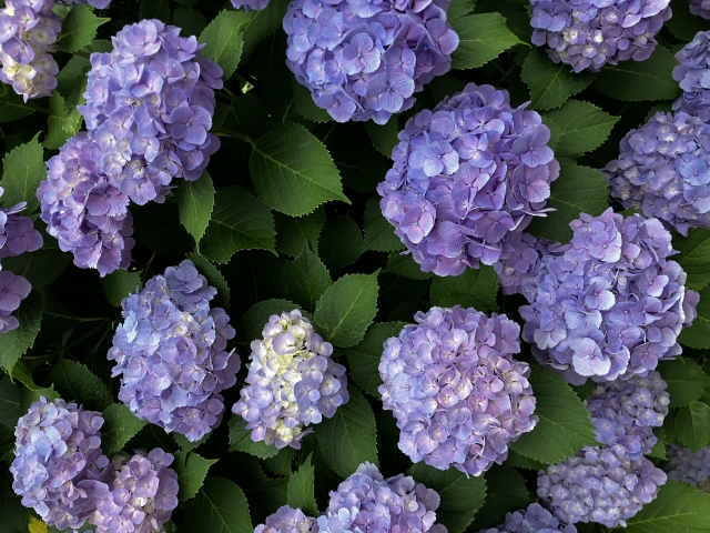 紫陽花を地植えにするデメリットとは？植える前に知っておくべきこと