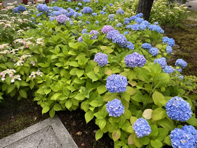 紫陽花を地植えにするデメリットとは？植える前に知っておくべきこと