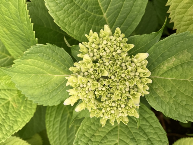 紫陽花を地植えにするデメリットとは？植える前に知っておくべきこと