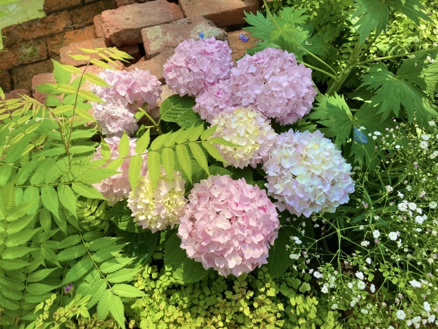 紫陽花を地植えにするデメリットとは？植える前に知っておくべきこと