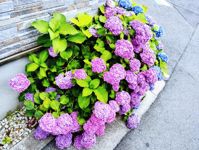紫陽花の 健康的な成長地植え約1.2メートル・５ 紫陽花を地植えにするデメリットとは？植える前に知っておくべきこと