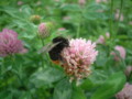 [flower][pollinator][july]アカツメクサ・クロマルハナバチ