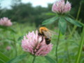 [flower][pollinator][july]アカツメクサ・トラマルハナバチ