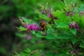 [flower][pollinator][june]ミヤギノハギ・トラマルハナバチ