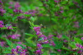 [flower][pollinator][june]ミヤギノハギ