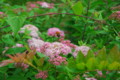 [flower][pollinator]シモツケ