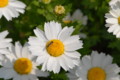 [flower][pollinator][may]