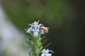 [flower][pollinator][may]ローズマリー・ミツバチ