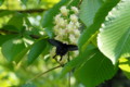 [flower][pollinator][may]トチノキ