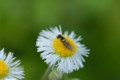 [flower][pollinator][may]ハルジオン