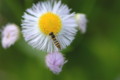 [flower][pollinator][may]ハルジオン