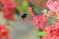 [flower][pollinator][may]コマルハナバチ