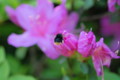 [flower][pollinator][may]コマルハナバチ