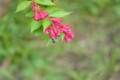 [flower][pollinator][may]コマルハナバチ
