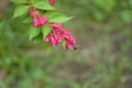 [flower][pollinator][may]コマルハナバチ