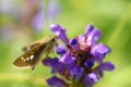 [flower][pollinator][july]ウツボグサ