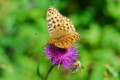 [flower][pollinator][august]