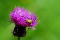 [flower][pollinator][august]