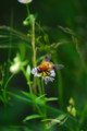 [flower][pollinator][august]