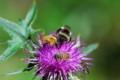 [flower][pollinator][august]