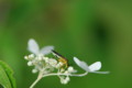[flower][pollinator][august]ノリウツギ