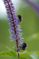 [flower][pollinator][august]クガイソウ