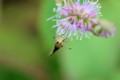 [flower][pollinator][september]オミナエシ・オセイボウ