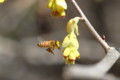 [flower][pollinator][march]ヒュウガミズキ・ミツバチ
