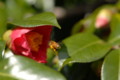 [flower][pollinator][march]ツバキ・ミツバチ
