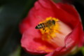 [flower][pollinator][march]ツバキ・ミツバチ