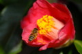 [flower][pollinator][march]ツバキ・ミツバチ