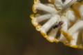 [flower][pollinator][march]ミツマタ