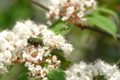 [flower][pollinator][april]コバノガマズミ・コアオハナムグリ