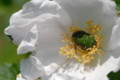 [flower][may][pollinator]ハマナス白・コアオハナムグリ