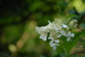 [flower][july]ノリウツギ