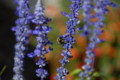 [flower][pollinator][august]