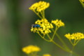 [flower][pollinator][september]オミナエシ・オセイボウ