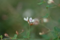 [flower][september]マキエハギ