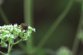 [flower][pollinator][september]オトコエシ・コアオハナムグリ