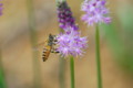 [flower][september][pollinator]ツルボ・ミツバチ