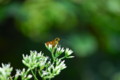 [flower][september][pollinator]サワヒヨドリ