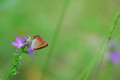 [flower][pollinator][june]