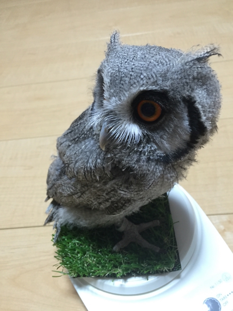 f:id:mkonohazuku:20170529123558j:plain f:id:mkonohazuku:20170529123558j:plain