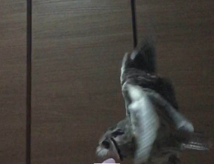 f:id:mkonohazuku:20171027232438j:plain f:id:mkonohazuku:20171027232438j:plain