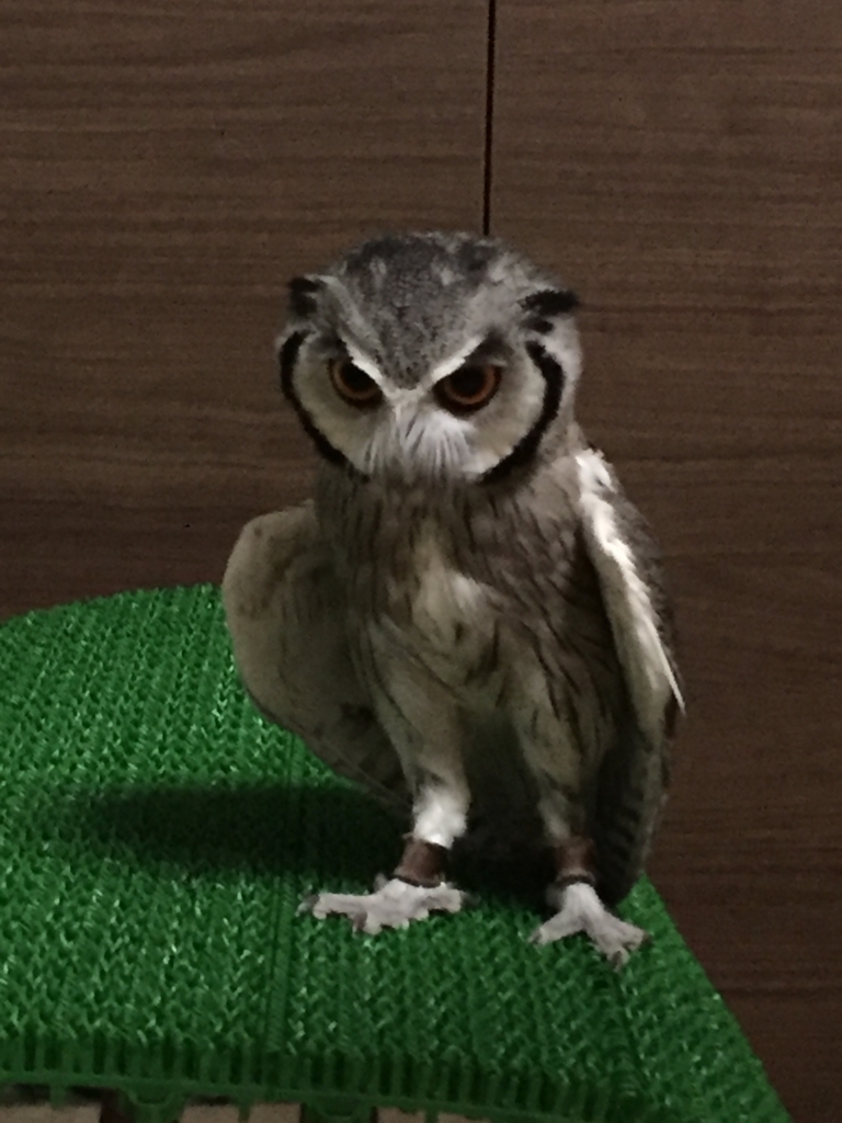 f:id:mkonohazuku:20171122003905j:plain f:id:mkonohazuku:20171122003905j:plain