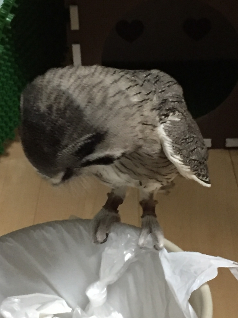 f:id:mkonohazuku:20171122004015j:plain f:id:mkonohazuku:20171122004015j:plain